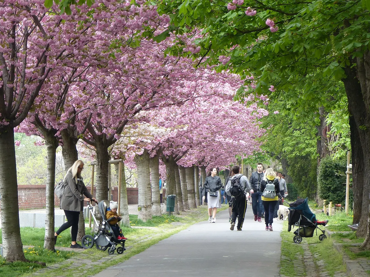 Walkers beneath pink cherry blossom on the Tóth Árpád Promenade