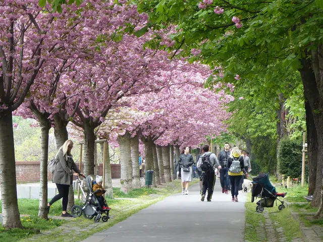Walkers beneath pink cherry blossom on the Tóth Árpád Promenade