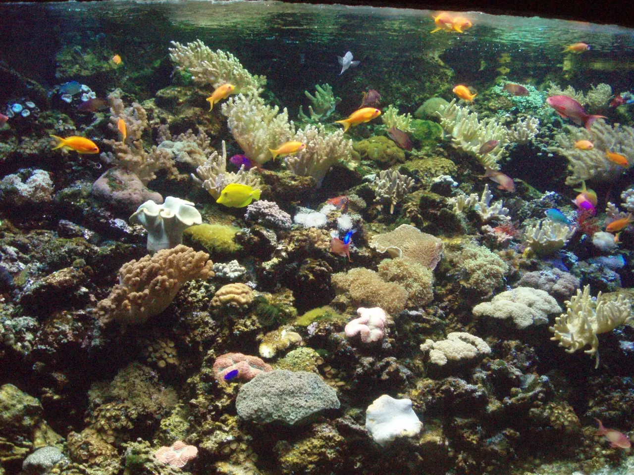 Colourful fish and corals in a reef aquarium at the Tropicarium oceanarium